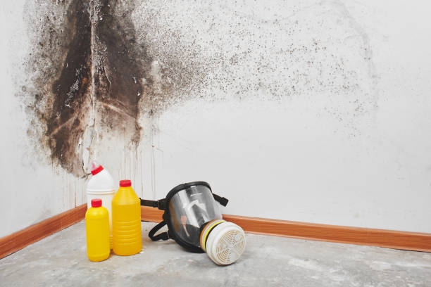 Best Black Mold Remediation in Haddon Heights, NJ