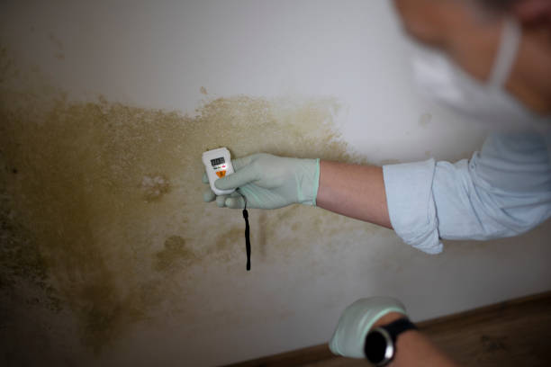 Best White Mold Remediation in Haddon Heights, NJ