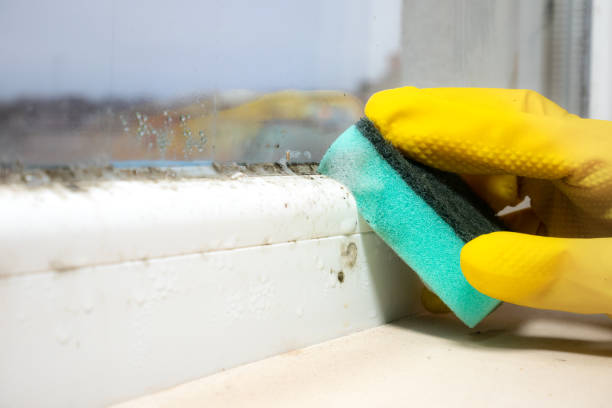 Best Kitchen Mold Remediation in Haddon Heights, NJ
