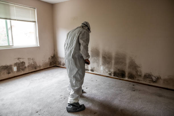 Best Emergency Mold Remediation in Haddon Heights, NJ
