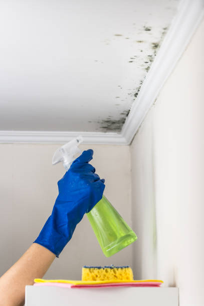 Best Crawl Space Mold Remediation in Haddon Heights, NJ